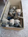 7 filhotes 