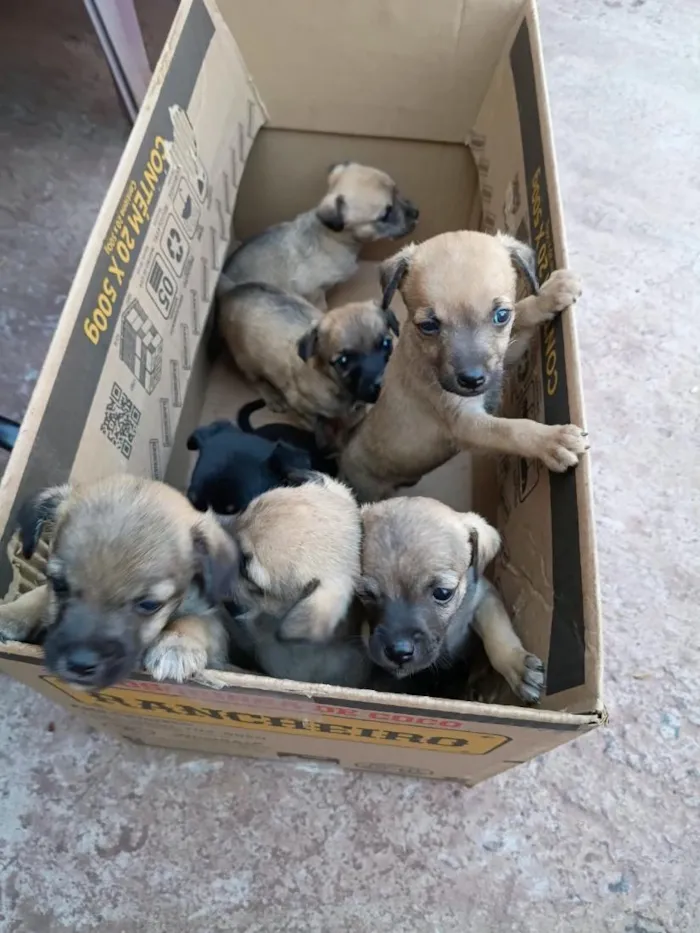 Cachorro raça SRD-ViraLata idade 2 a 6 meses nome 7 filhotes 