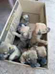 7 filhotes 