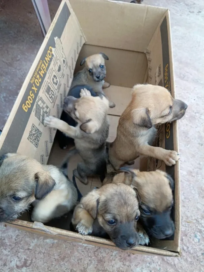 Cachorro raça SRD-ViraLata idade 2 a 6 meses nome 7 filhotes 