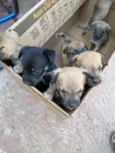 7 filhotes 