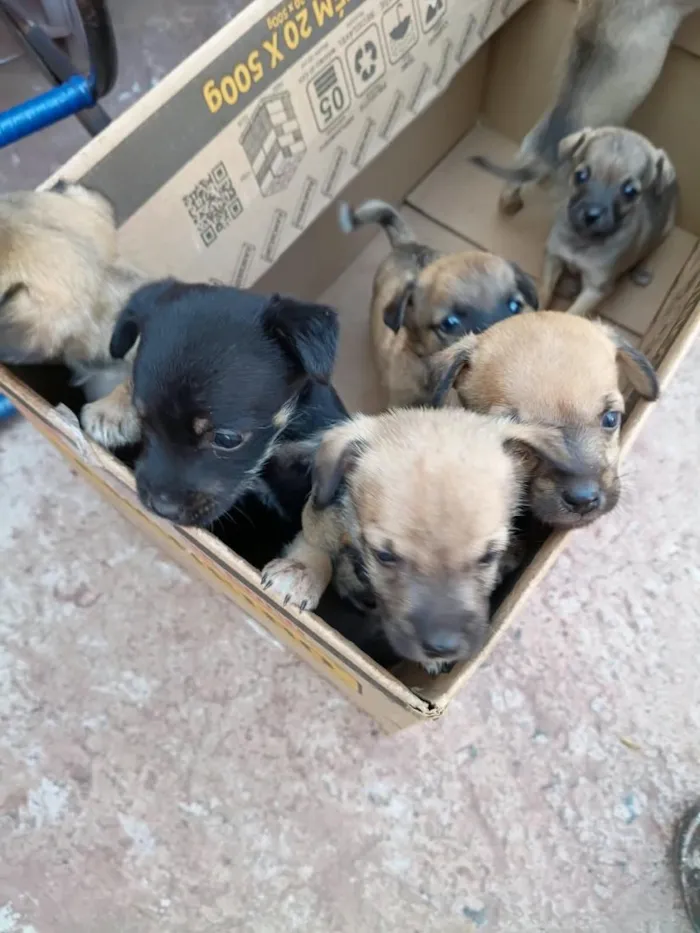 Cachorro raça SRD-ViraLata idade 2 a 6 meses nome 7 filhotes 