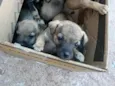 7 filhotes 