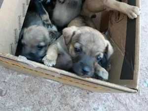 Cachorro raça SRD-ViraLata idade 2 a 6 meses nome 7 filhotes 