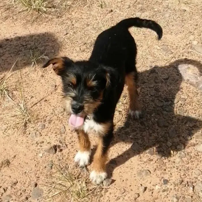 Cachorro raça SRD-ViraLata idade Abaixo de 2 meses nome Ainda sem nome
