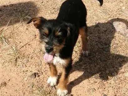 Cachorro raça SRD-ViraLata idade Abaixo de 2 meses nome Ainda sem nome