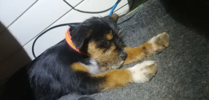 Cachorro raça SRD-ViraLata idade Abaixo de 2 meses nome Ainda sem nome