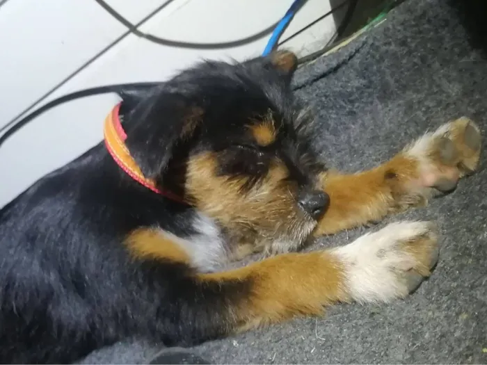Cachorro raça SRD-ViraLata idade Abaixo de 2 meses nome Ainda sem nome
