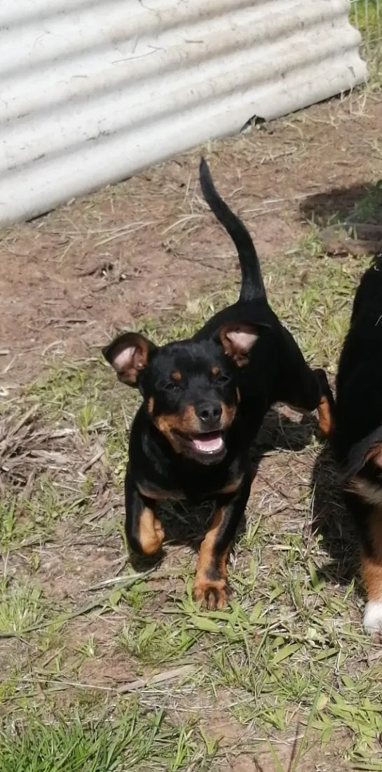 Cachorro raça SRD-ViraLata idade Abaixo de 2 meses nome Ainda sem nome