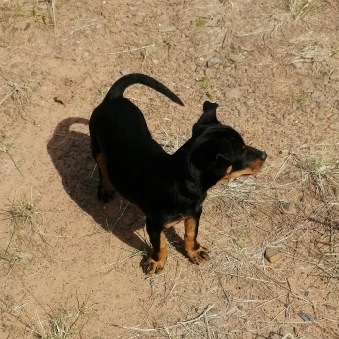 Cachorro raça SRD-ViraLata idade Abaixo de 2 meses nome Ainda sem nome