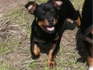 Cachorro raça SRD-ViraLata idade Abaixo de 2 meses nome Ainda sem nome