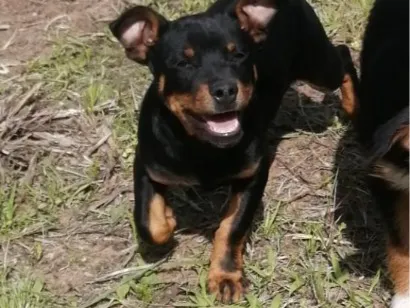 Cachorro raça SRD-ViraLata idade Abaixo de 2 meses nome Ainda sem nome