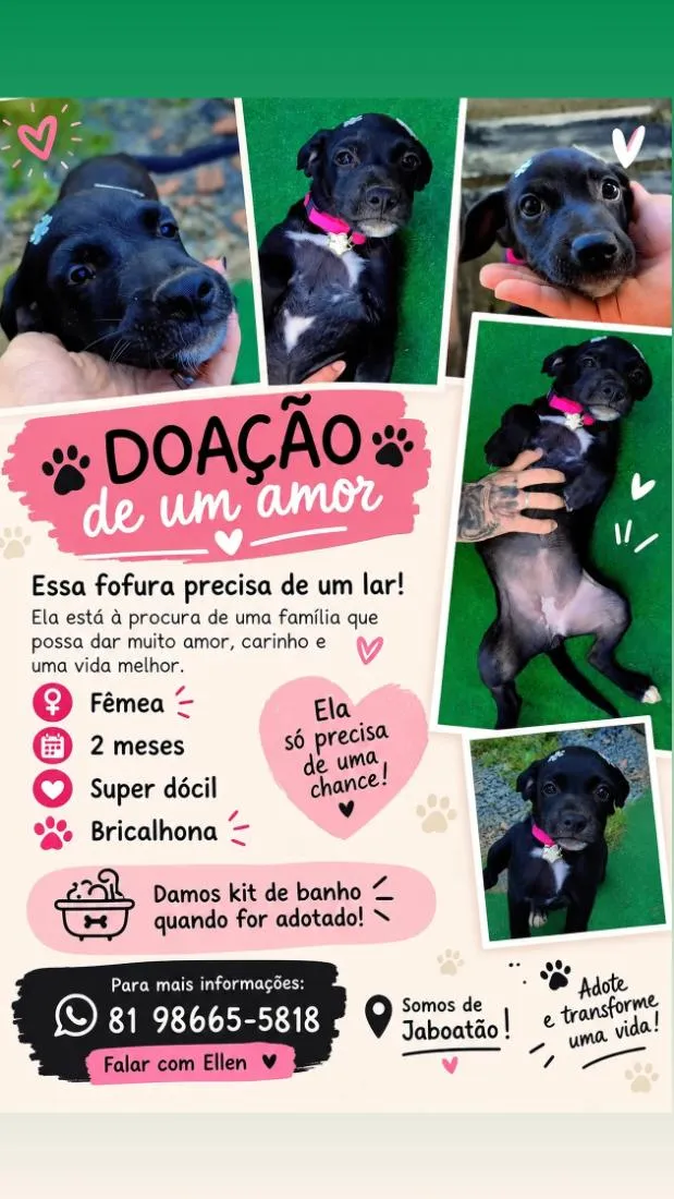 Cachorro raça SRD-ViraLata idade 2 a 6 meses nome Fofinha