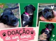 Fofinha
