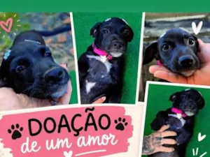 Cachorro raça SRD-ViraLata idade 2 a 6 meses nome Fofinha