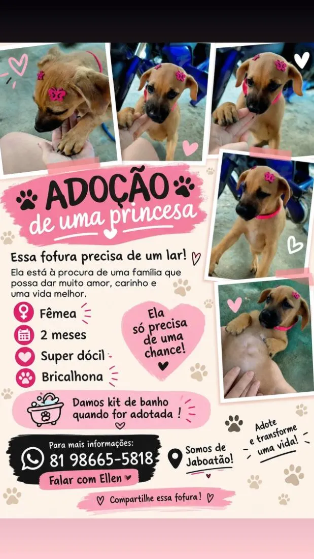 Cachorro raça SRD-ViraLata idade 2 a 6 meses nome caramela