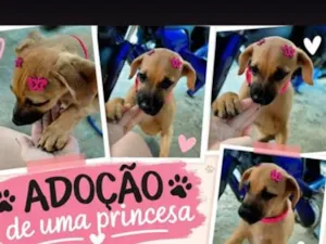 Cachorro raça SRD-ViraLata idade 2 a 6 meses nome caramela