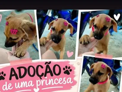 Cachorro raça SRD-ViraLata idade 2 a 6 meses nome caramela