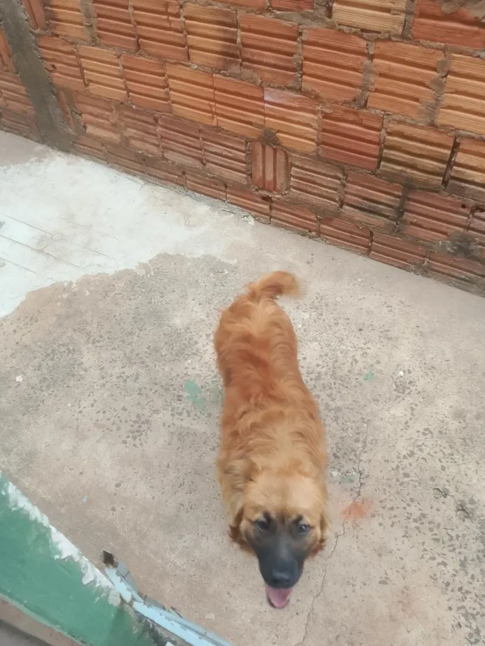 Cachorro raça SRD-ViraLata idade 1 ano nome Simba