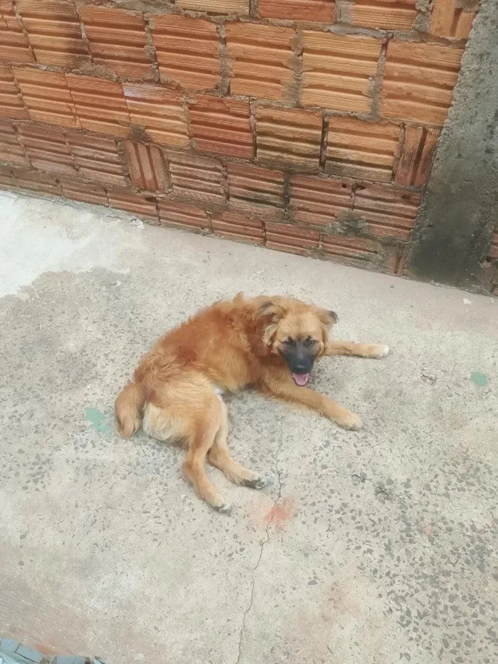 Cachorro raça SRD-ViraLata idade 1 ano nome Simba