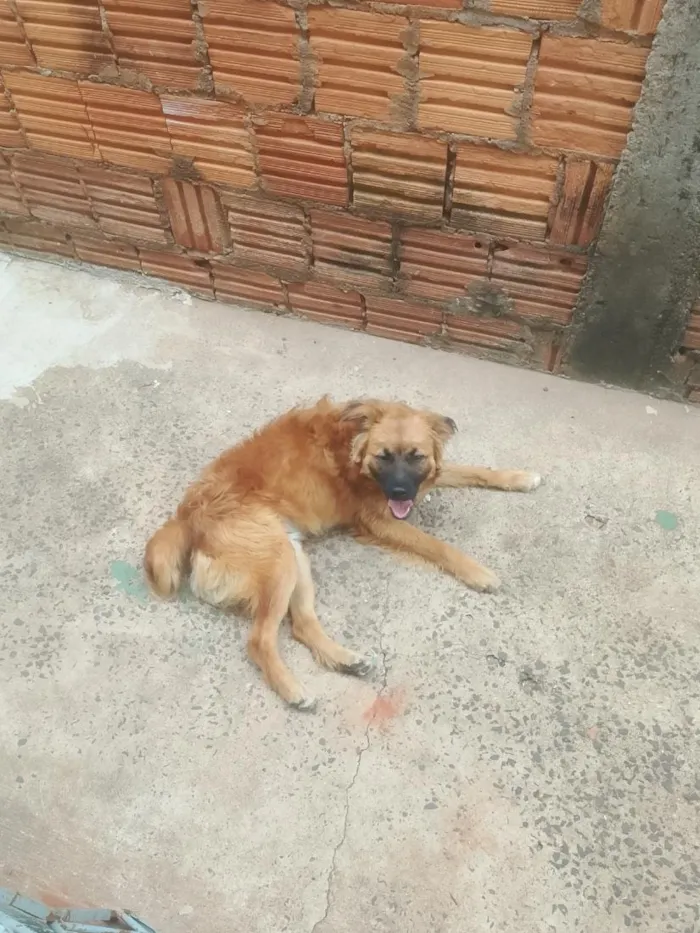 Cachorro raça SRD-ViraLata idade 1 ano nome Simba