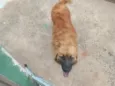 Simba