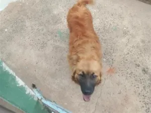 Cachorro raça SRD-ViraLata idade 1 ano nome Simba