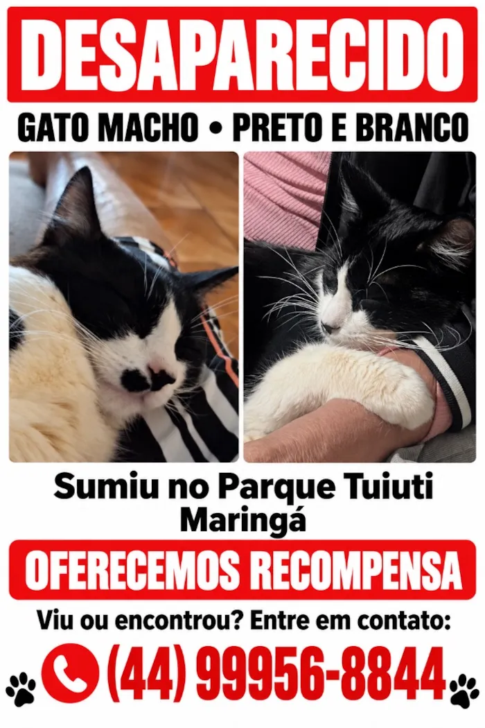 Gato raça SRD-ViraLata idade 1 ano nome Bebê 