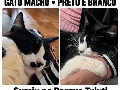 Gato raça SRD-ViraLata idade 1 ano nome Bebê 