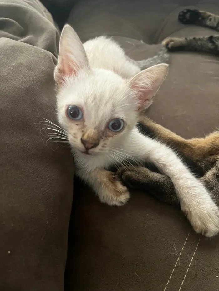 Gato raça SRD-ViraLata idade Abaixo de 2 meses nome Roberto Roger