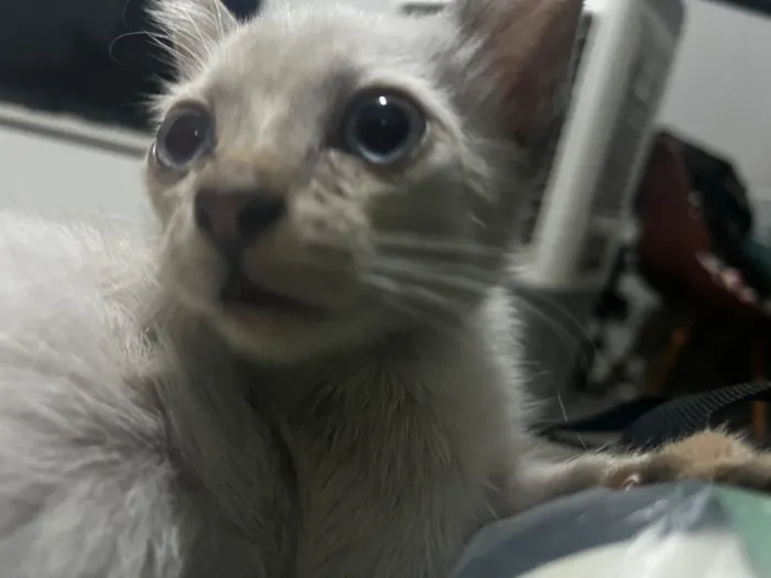 Gato raça SRD-ViraLata idade Abaixo de 2 meses nome Roberto Roger