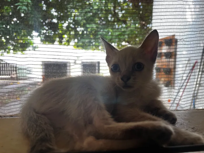 Gato raça SRD-ViraLata idade Abaixo de 2 meses nome Roberto Roger
