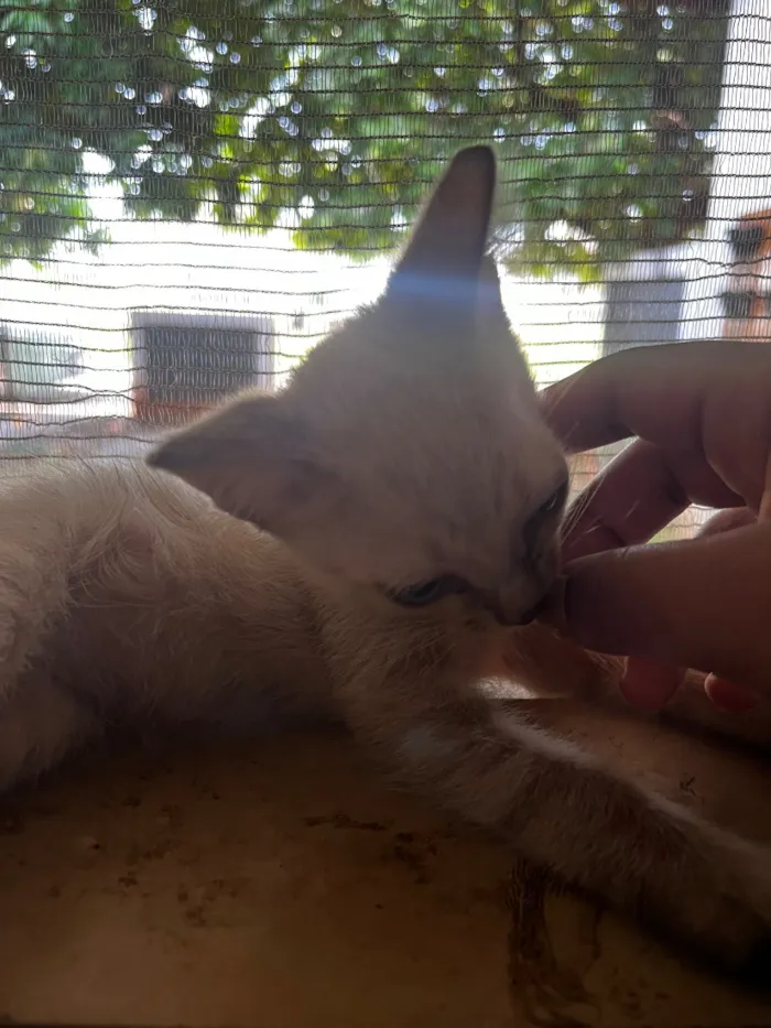 Gato raça SRD-ViraLata idade Abaixo de 2 meses nome Roberto Roger