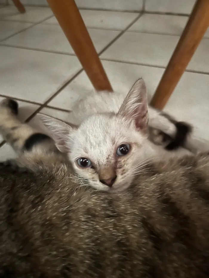 Gato raça SRD-ViraLata idade Abaixo de 2 meses nome Roberto Roger
