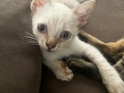 Gato raça SRD-ViraLata idade Abaixo de 2 meses nome Roberto Roger