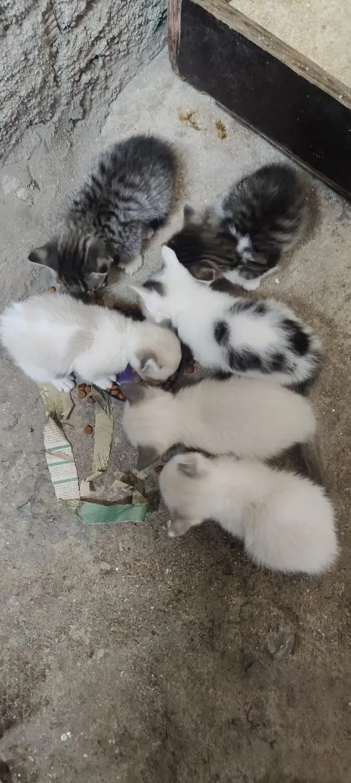 Gato raça SRD-ViraLata idade Abaixo de 2 meses nome Filhotes 