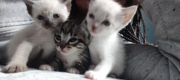 Gato raça SRD-ViraLata idade Abaixo de 2 meses nome Filhotes 