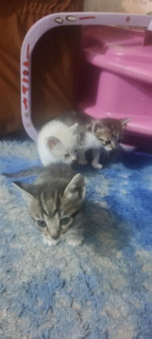 Gato raça SRD-ViraLata idade Abaixo de 2 meses nome Filhotes 