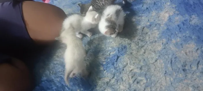 Gato raça SRD-ViraLata idade Abaixo de 2 meses nome Filhotes 