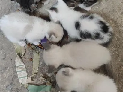 Gato raça SRD-ViraLata idade Abaixo de 2 meses nome Filhotes 