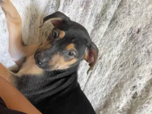 Cachorro raça SRD-ViraLata idade Abaixo de 2 meses nome Ainda sem nome
