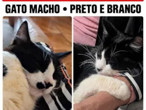 Gato raça SRD-ViraLata idade 1 ano nome Bebê 