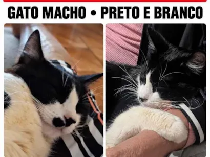 Gato raça SRD-ViraLata idade 1 ano nome Bebê 