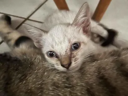 Gato raça SRD-ViraLata idade Abaixo de 2 meses nome Roberto Roger