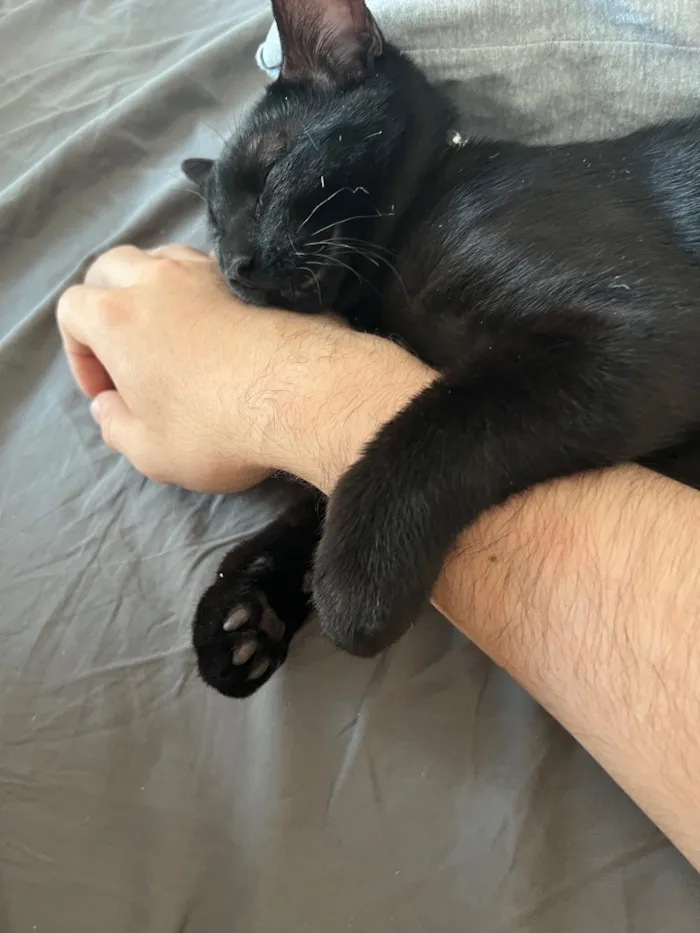 Gato raça SRD-ViraLata idade 2 anos nome Mike