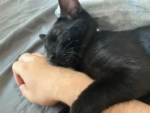 Gato raça SRD-ViraLata idade 2 anos nome Mike