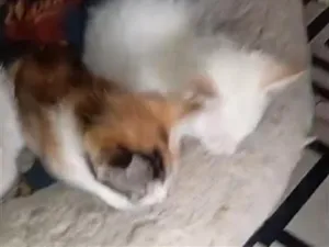 Gato raça SRD-ViraLata idade 2 a 6 meses nome FILHOTINHOS 
