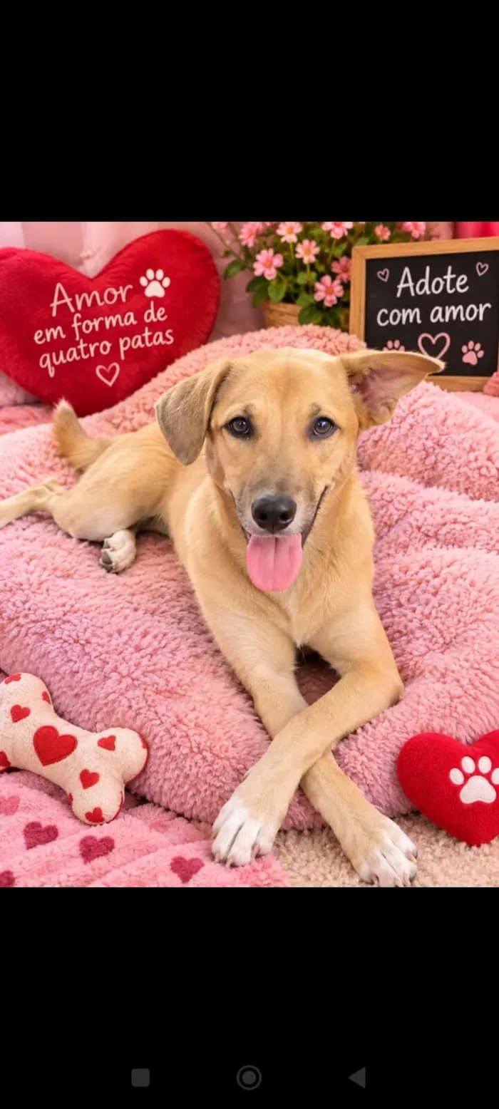 Cachorro raça SRD-ViraLata idade 7 a 11 meses nome Anita