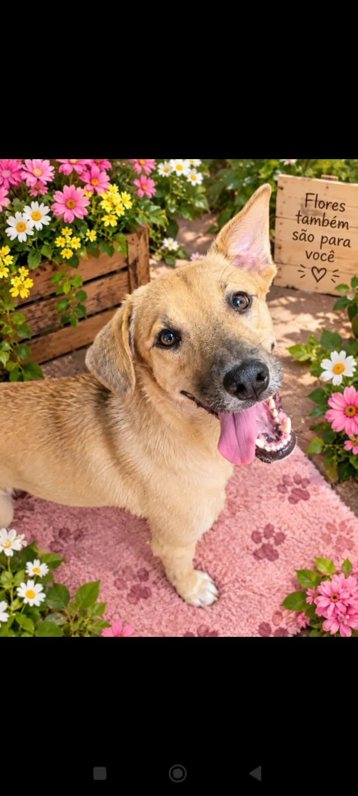Cachorro raça SRD-ViraLata idade 7 a 11 meses nome Anita