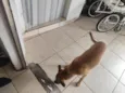 Buddy